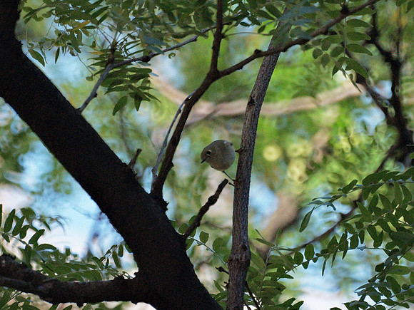 Ruby-Crowned Kinglet, Fifth Avenue Library