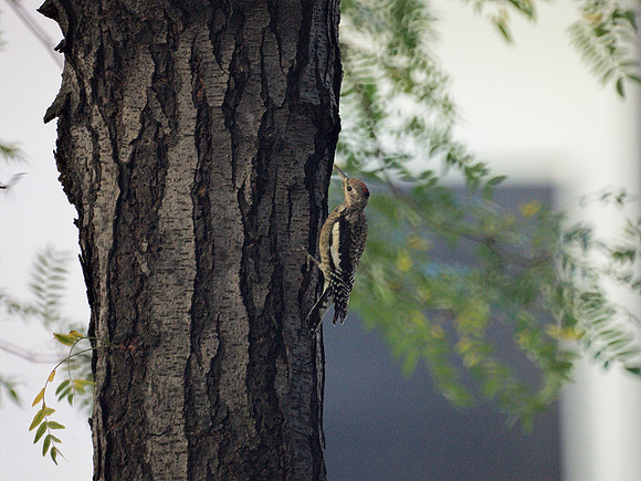 Yellow-Bellied Sapsucker, NY Public Library main branch
