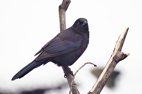 Common Grackle, Central Park