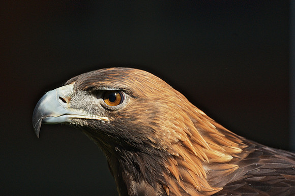 Golden Eagle