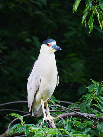 Black-Crowned Night Heron