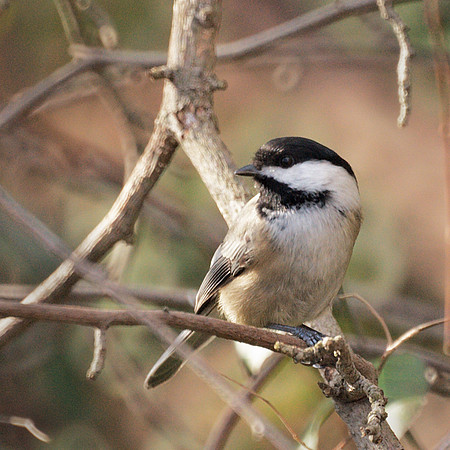 Black-Capped Chickadee, Central Park