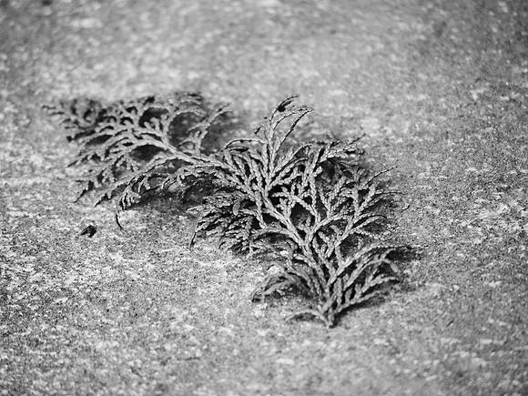 Sprig, Brooklyn Botanic Garden