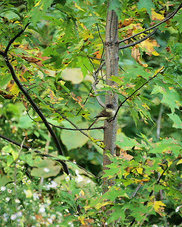 Eastern Phoebe, Manintenance meadow, Central park