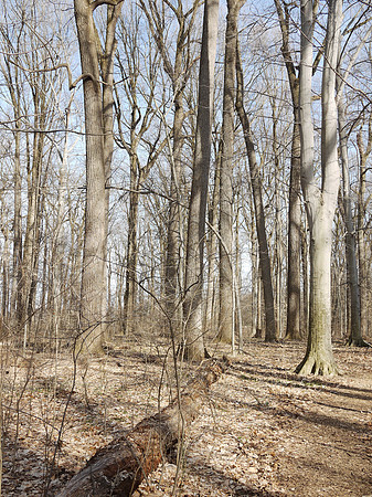 Longwood