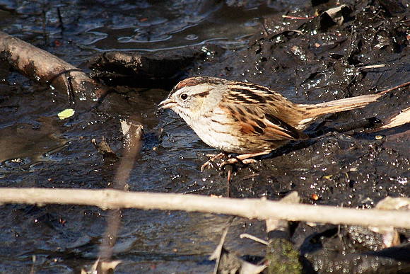 Swamp Sparrow, Central Park