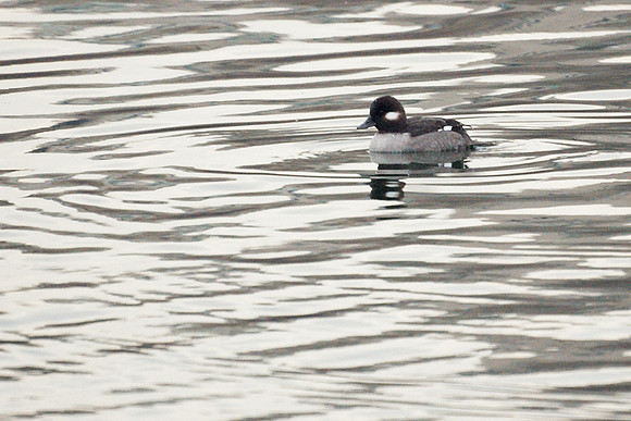 Bufflehead gal won't you come out tonight?