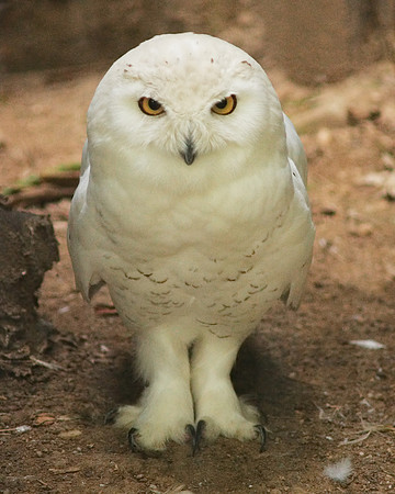 Snowy Owl, Bronx Zoo