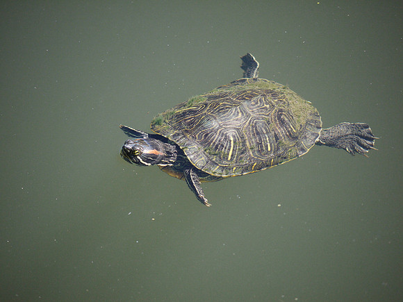 Turtle (Pond)