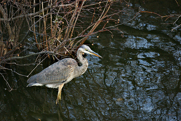 Great Blue Heron, Turtle Pond