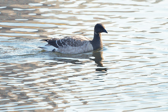 Brant, Central Park Reservoir