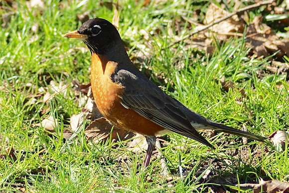 robin