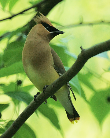 Cedar Waxwing, Central Park