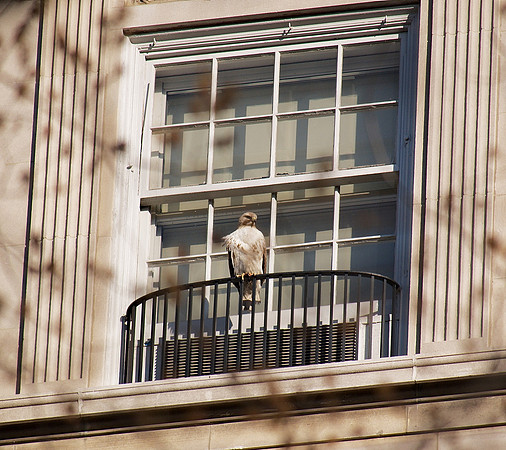 Red-Tailed Hawk, Fifth Avenue