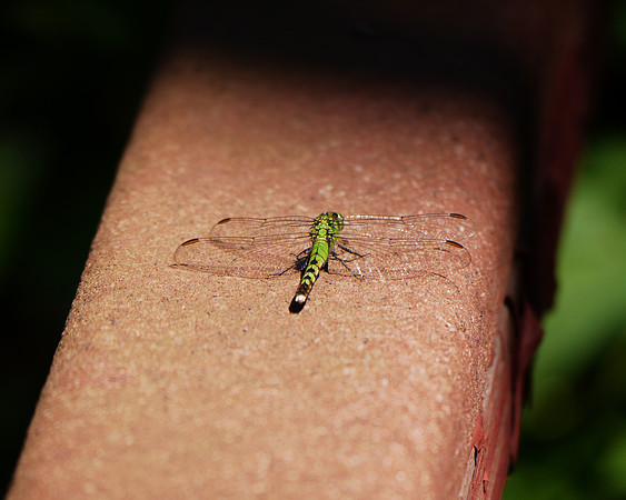 Dragonfly, Burlington MA