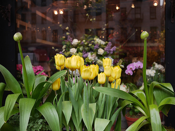 Florist, Yorkville