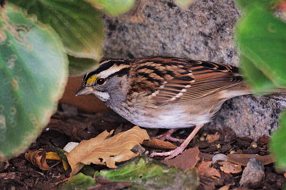 White-Throated Sparrow, Bryant Park