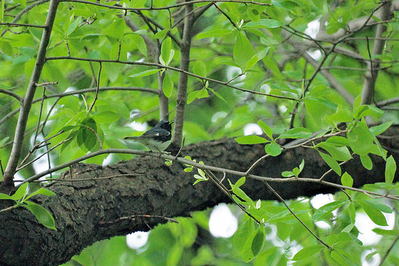 Black-Throated Blue Warbler, Central Park