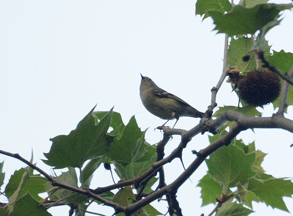 Ruby-Crowned Kinglet, Central Park