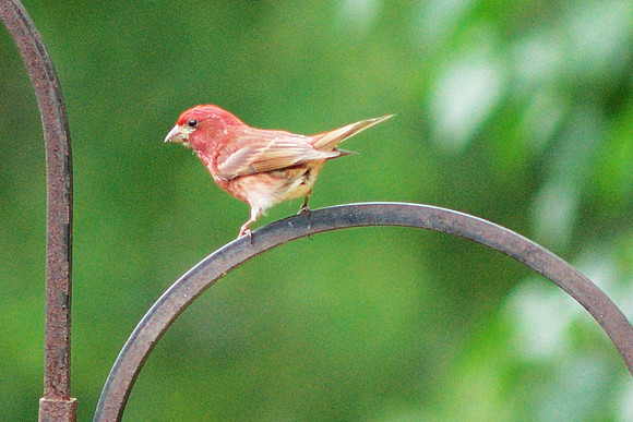 Purple Finch at Traveler Books