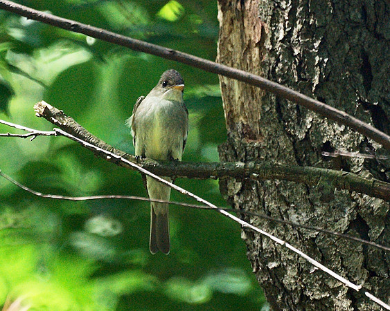 Eastern Wood Pewee, Central Park