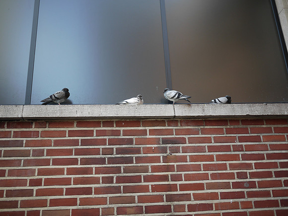 Pigeons, outside Sloan-Kettering