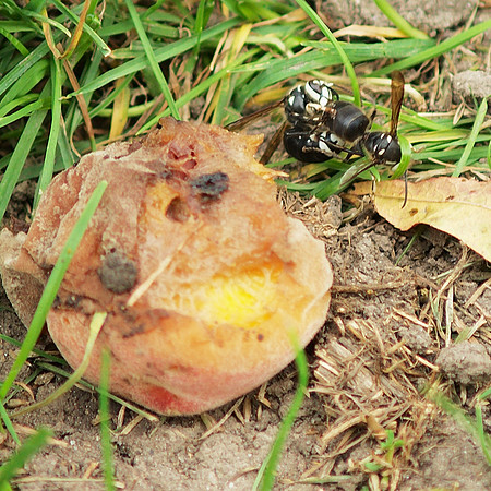 Wasps fighting over a peach, Brooklyn Botanic Garden