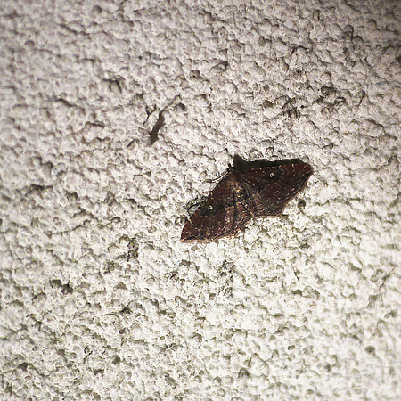 Moth on a wall