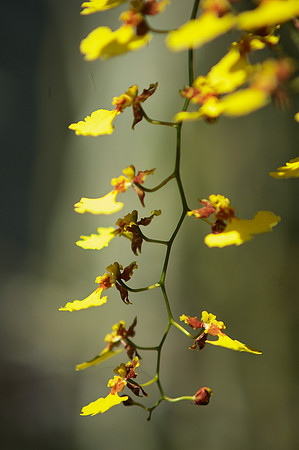 Oncidium ladder