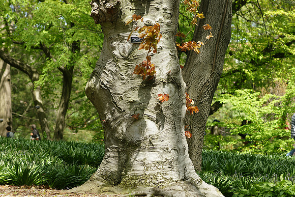 European Beech, Brooklyn Botanical Garden