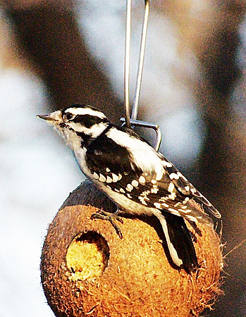 Female Downy Woodpecker
