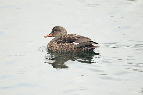 Gadwall, Central Park Reservoir