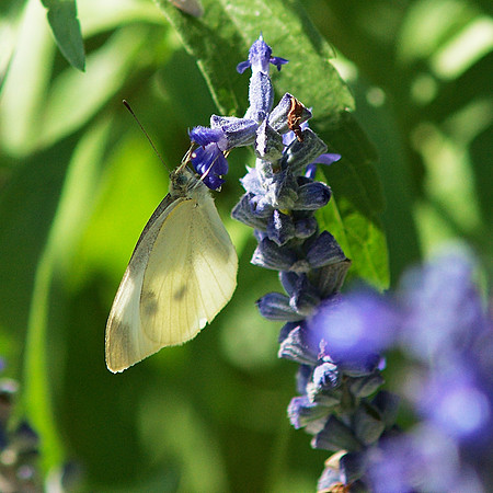 Cabbage White