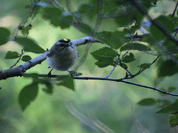 Golden-Crowned Kinglet, Central Park