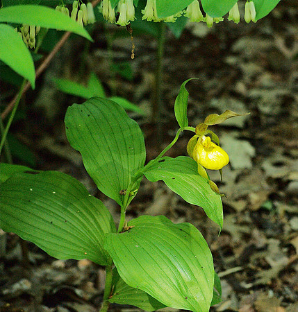 Orchid under a row of Solomon's Seal