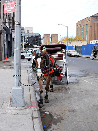 Central Park Carriage horse, Hell's Kitchen
