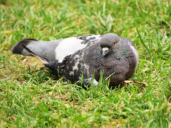 Pigeon, Bryant Park