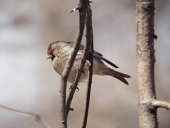 Common Redpoll, Central Park