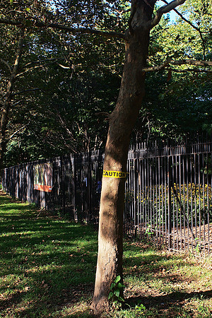 CAUTION: TREE