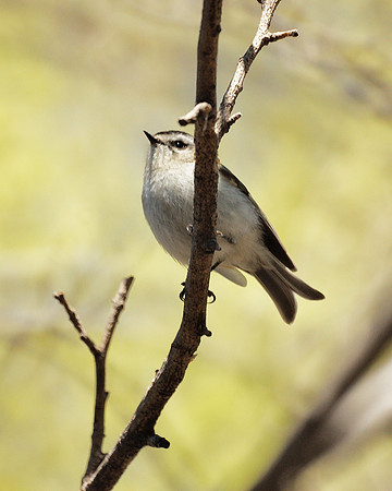 Golden-Crowned Kinglet