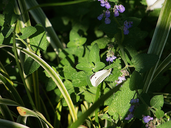 Cabbage butterfly