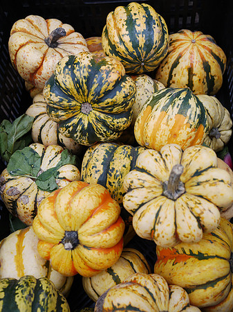 Winter Squash
