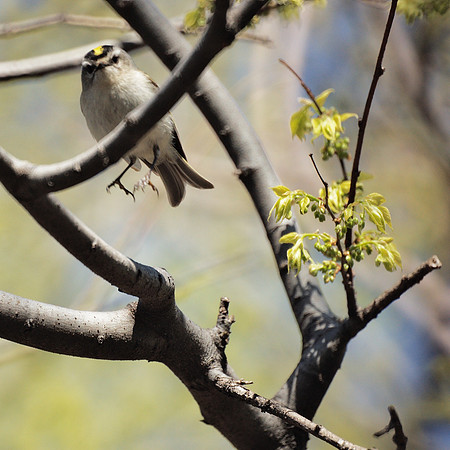 Golden-Crowned Kinglet dropping off