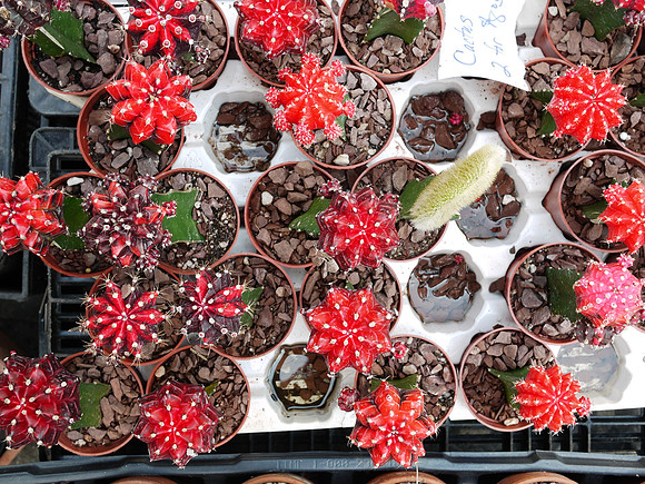 Cactus, Street Fair