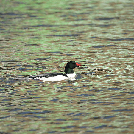 Common Merganser, Harlem Meer, Central Park