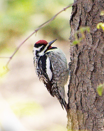 Yellow-Bellied Sapsucker, Central Park