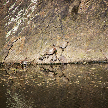 Turtles, Bankrock Bay