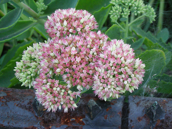sedum
