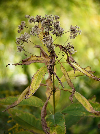 Snakeroot, Turtle Pond