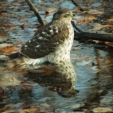 Hawk in a pool